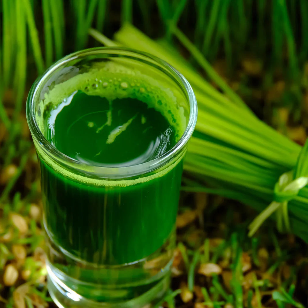 Mannavita raw wheatgrass juice powder • gluten-free • 140g - Mannavita