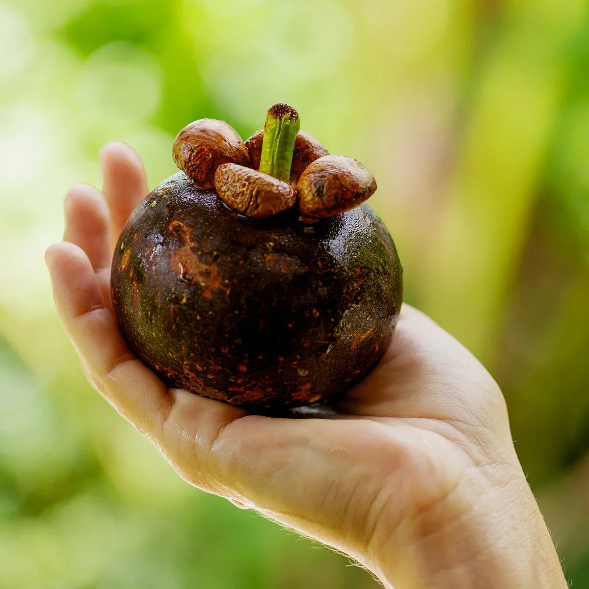 Mannavita Mangosteen 100% pure pressed purée • 500 ml - Mannavita