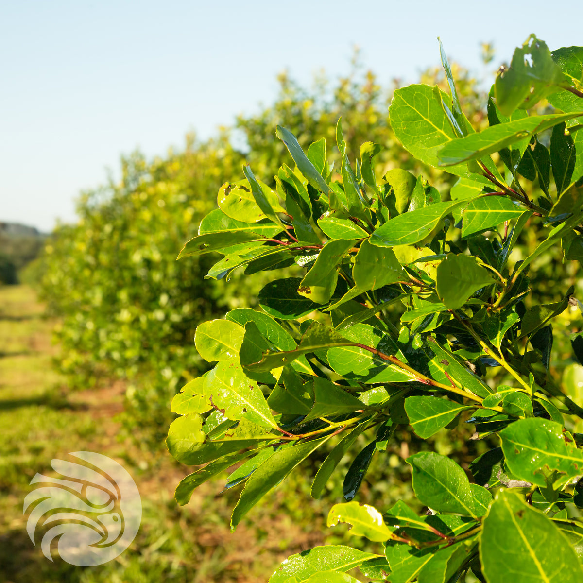Tè di yerba mate Rosamonte • ESPECIAL • 500 g