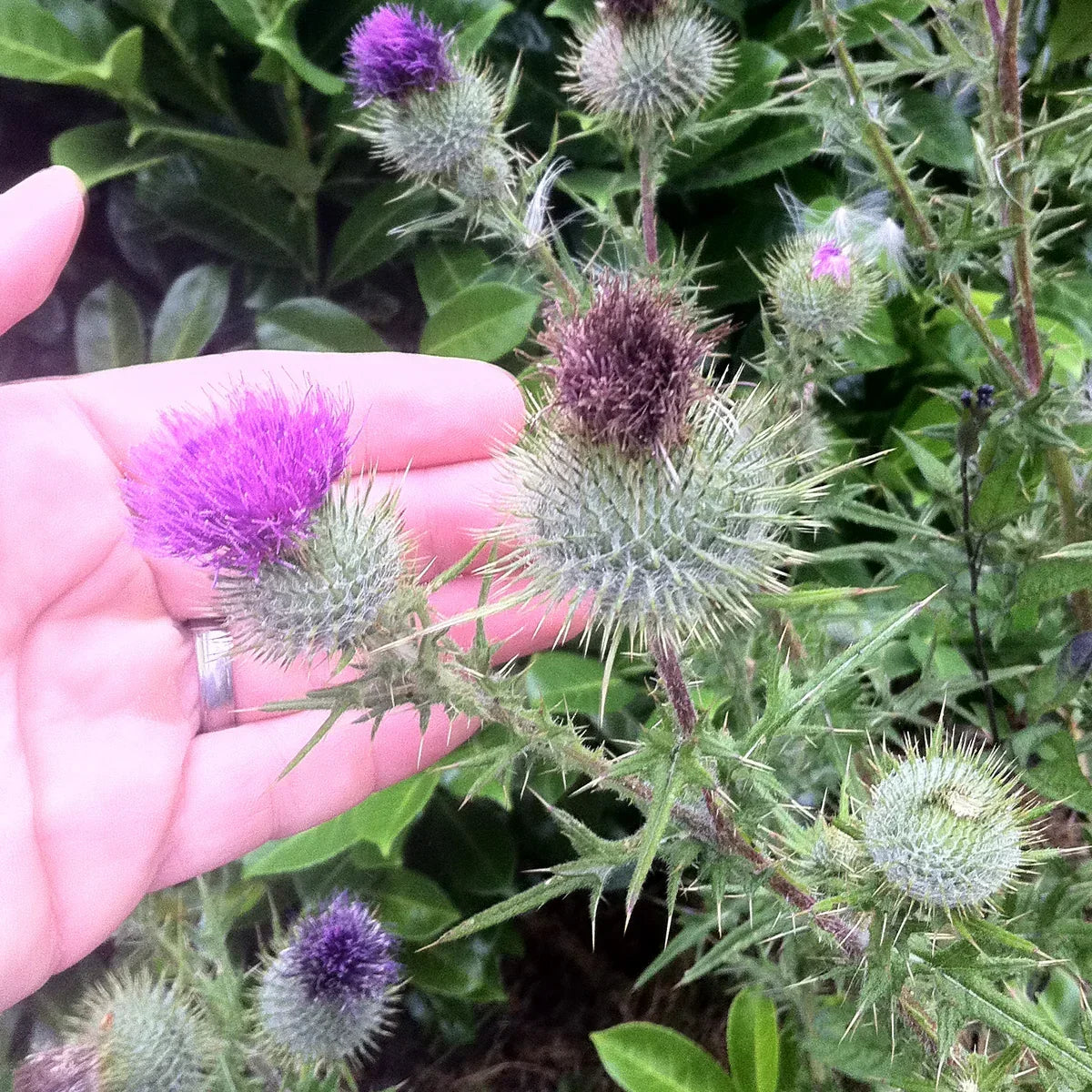 Mannavita Milk Thistle seed powder • 200 g - Mannavita