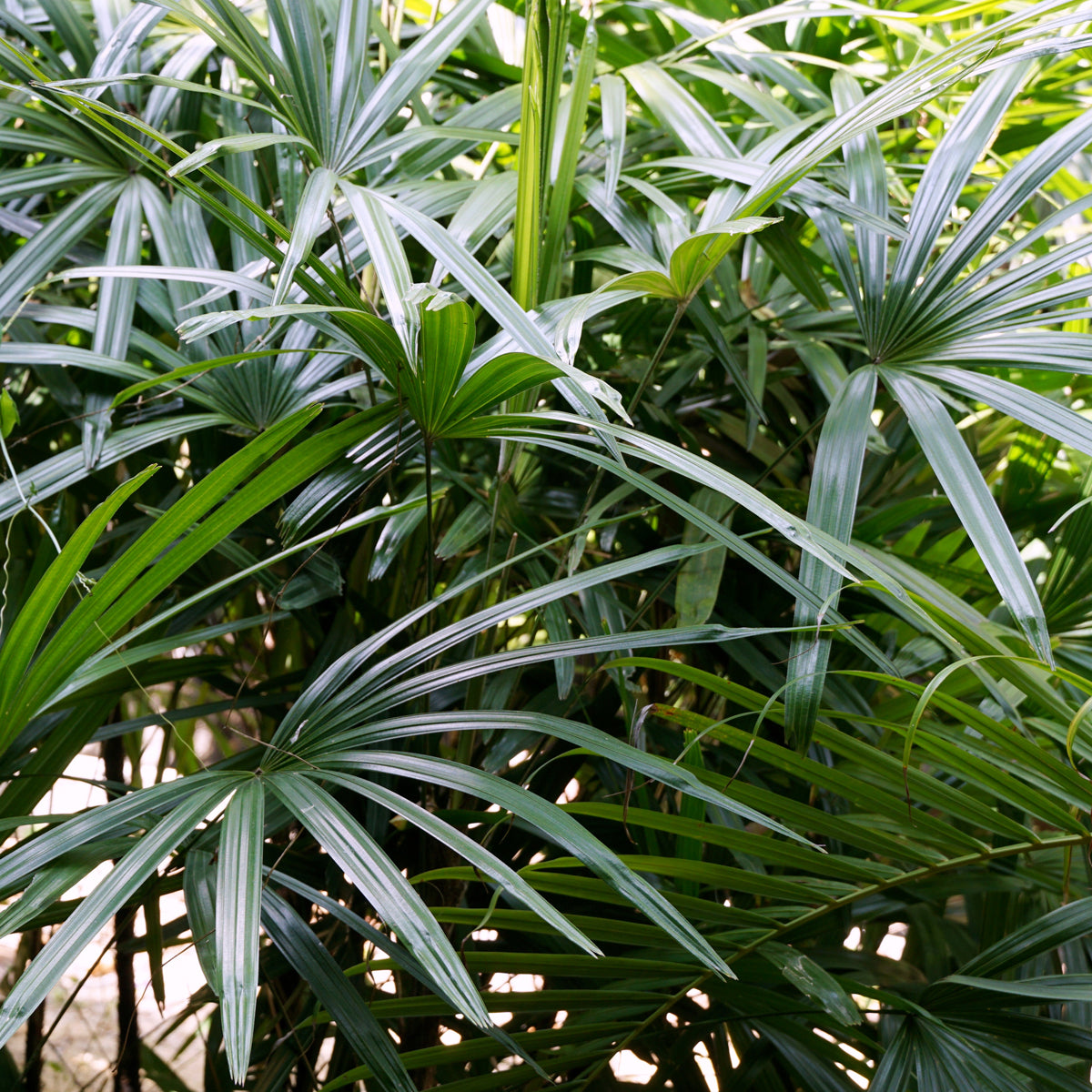 PROSTAX complesso per la prostata • 60 capsule