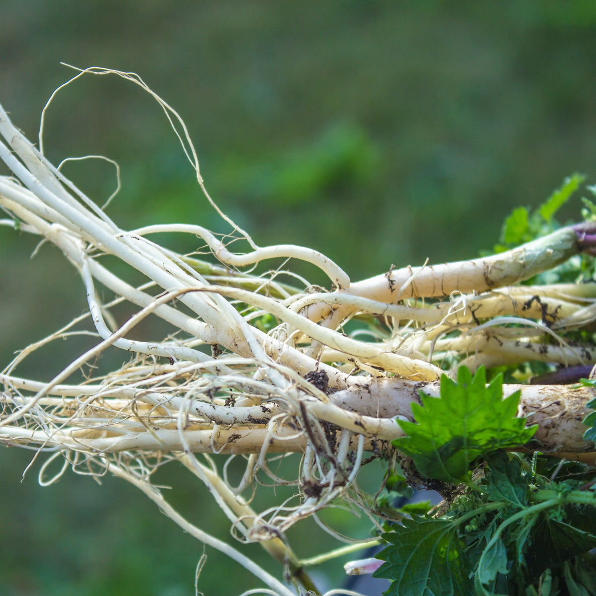 PROSTAX complesso per la prostata • 60 capsule