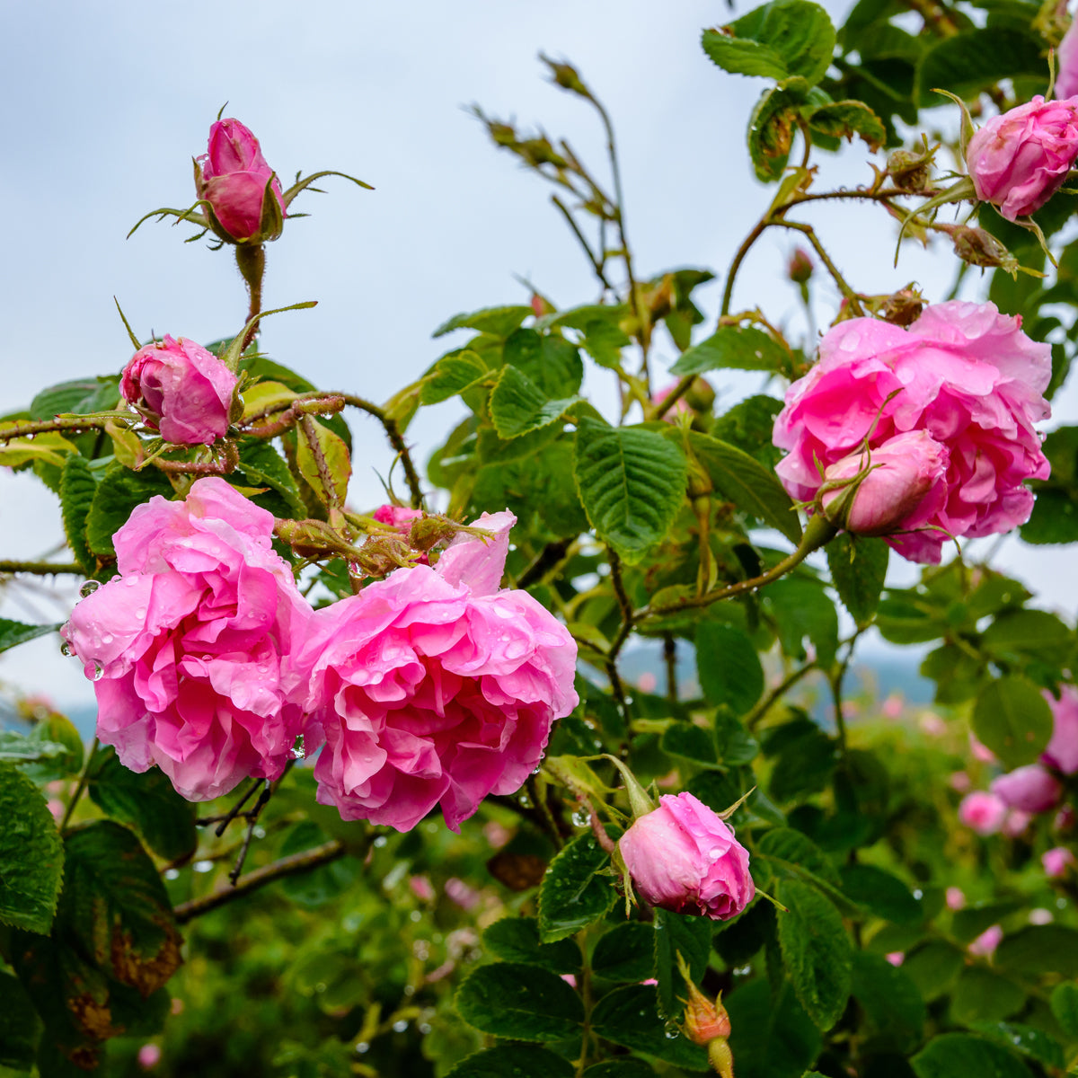 Bilbo miele di rosa grezzo • 230 g