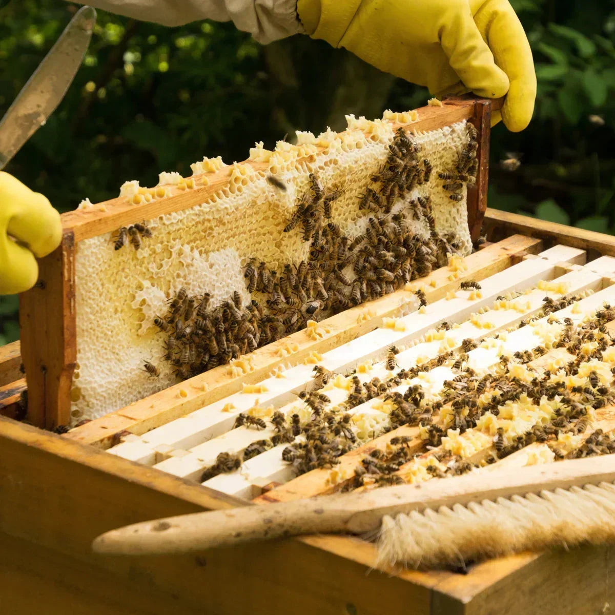 FEMNOX Royal Jelly + Inositol + Folic Acid + B12 complex • 90 capsules - Mannavita