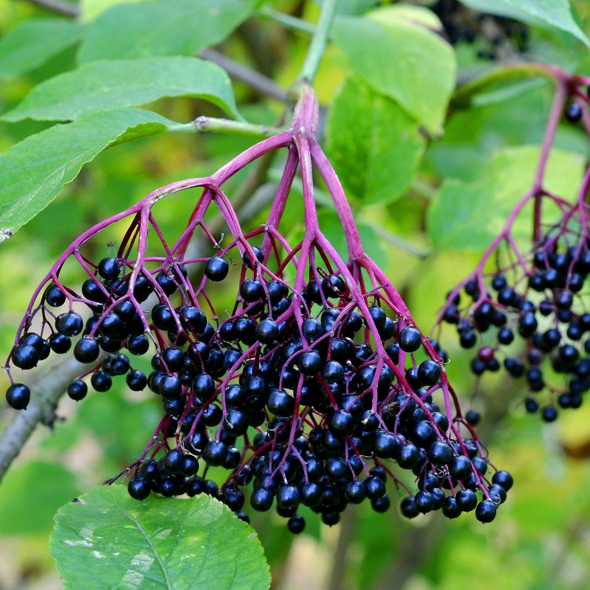 Sciroppo di sambuco nero Sambucol, senza zucchero • 120 ml