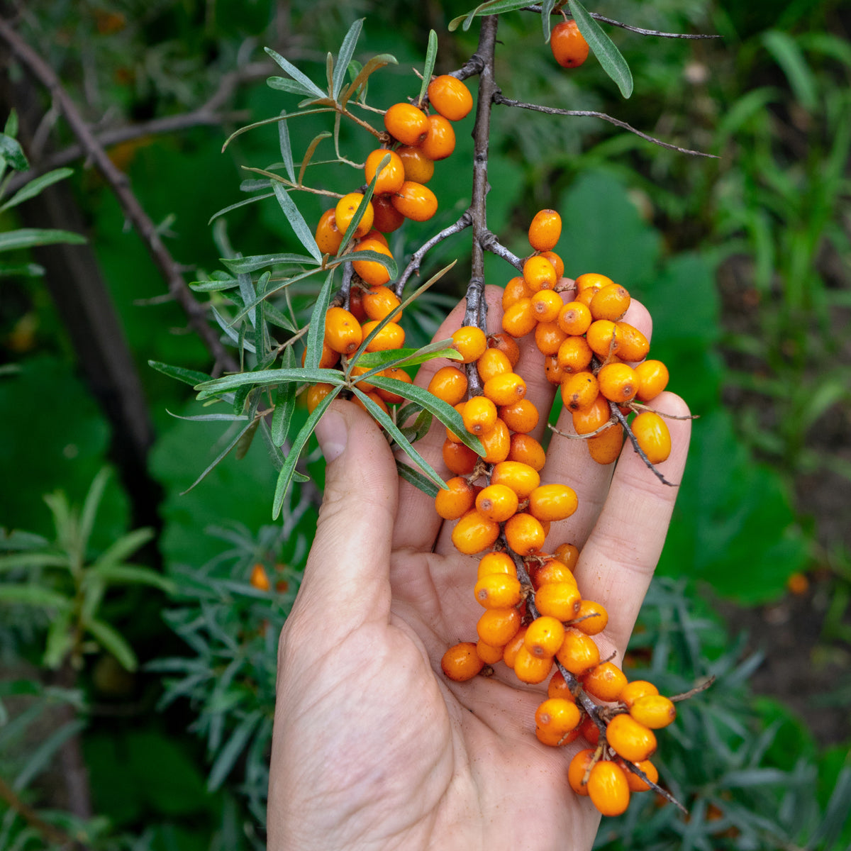 Mannavita olio di semi di olivello spinoso ungherese spremuto a freddo • 40 ml