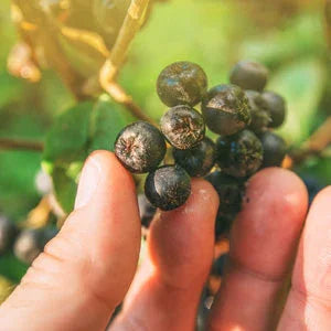 Succhi di Frutta