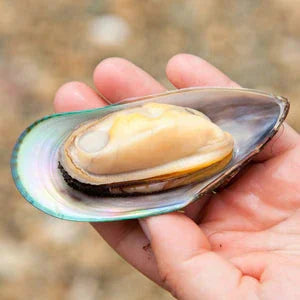 Cozze dalle Labbra Verdi