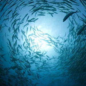 Olio di Krill, Olio di pesce, Omega-3