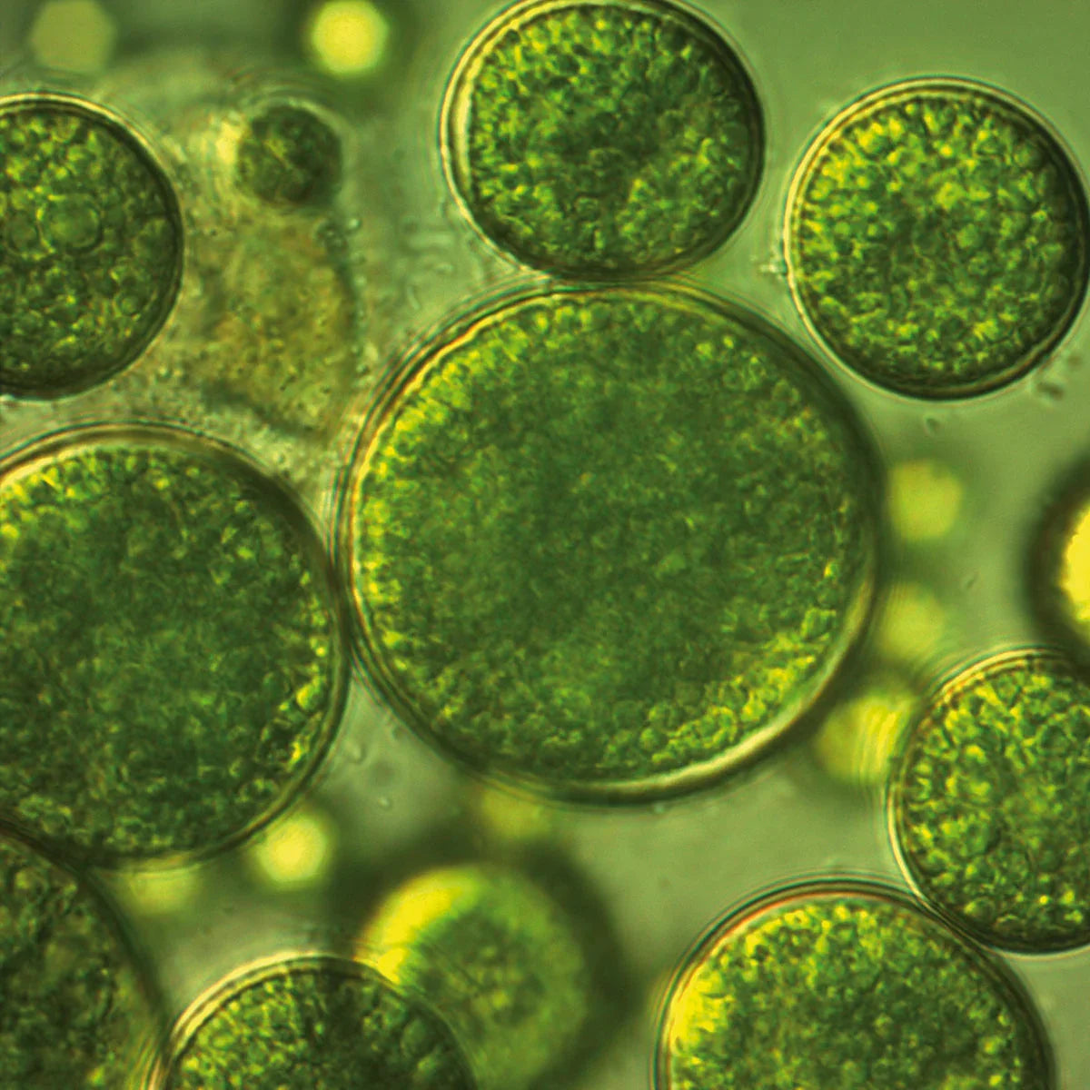 IMUNEX algae complex • with 5 algae • 180 capsules - Mannavita