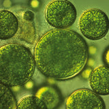 IMUNEX algae complex • with 5 algae • 180 capsules - Mannavita