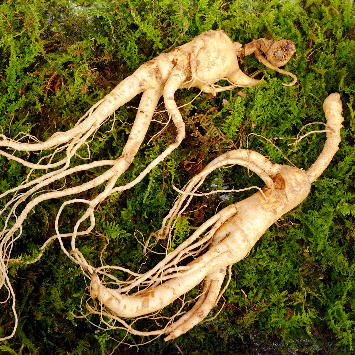 ENDOQIN forza maschile forte • 90 capsule