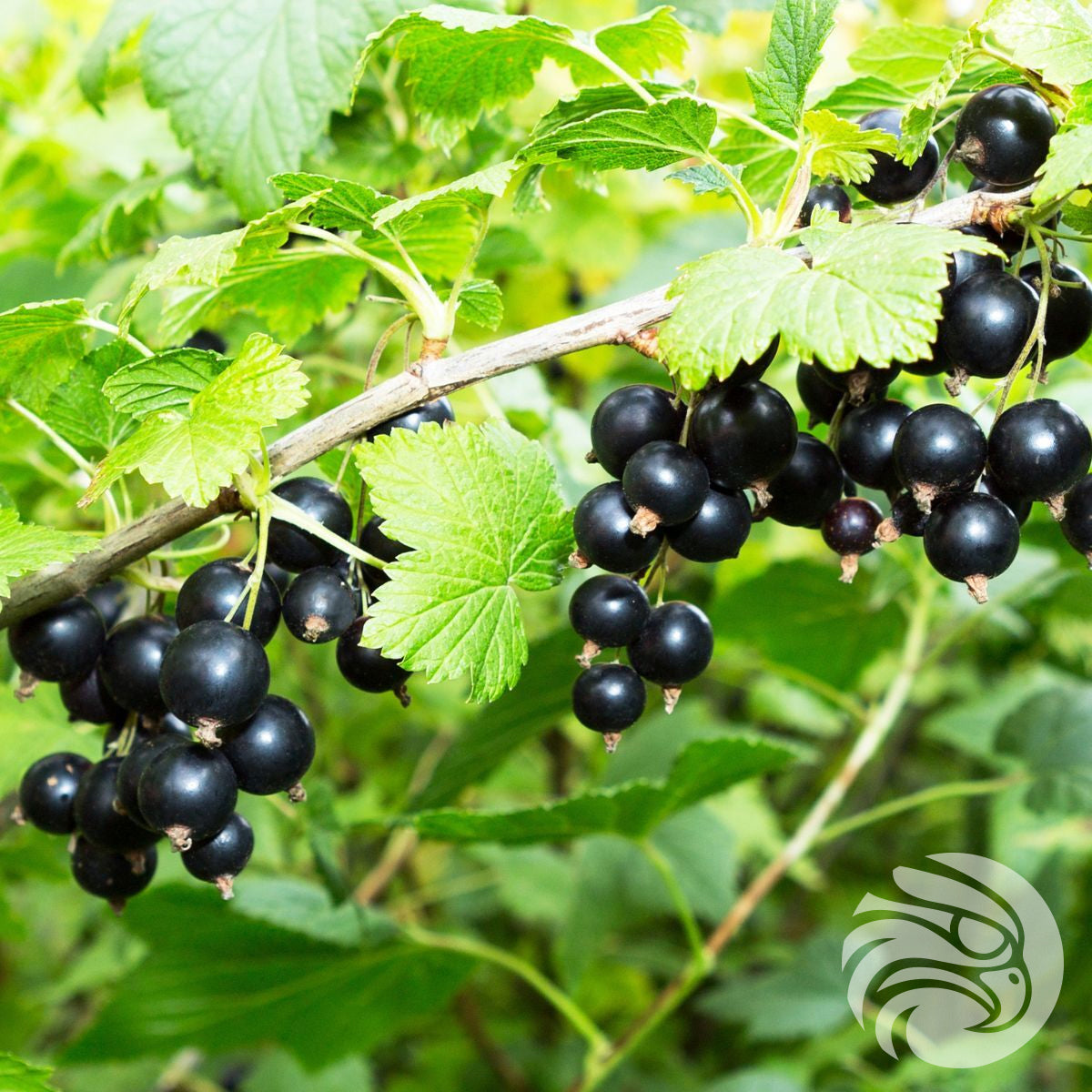 Pastiglie al miele di Manuka con ribes nero • 15 pz.