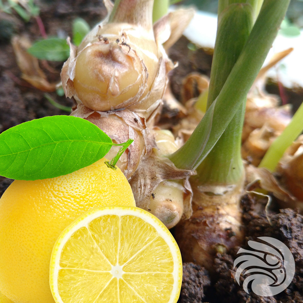 Caramelle al miele di Manuka con zenzero e limone naturali • 15 pezzi