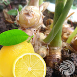 Caramelle al miele di Manuka con zenzero e limone naturali • 15 pezzi