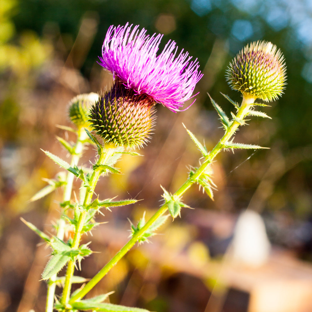 Olio di semi di cardo mariano ungherese spremuto a freddo Mannavita • 250 ml