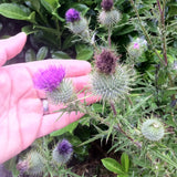 Olio di semi di cardo mariano ungherese spremuto a freddo Mannavita • 250 ml