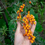 Mannavita olio di semi di olivello spinoso ungherese spremuto a freddo • 40 ml