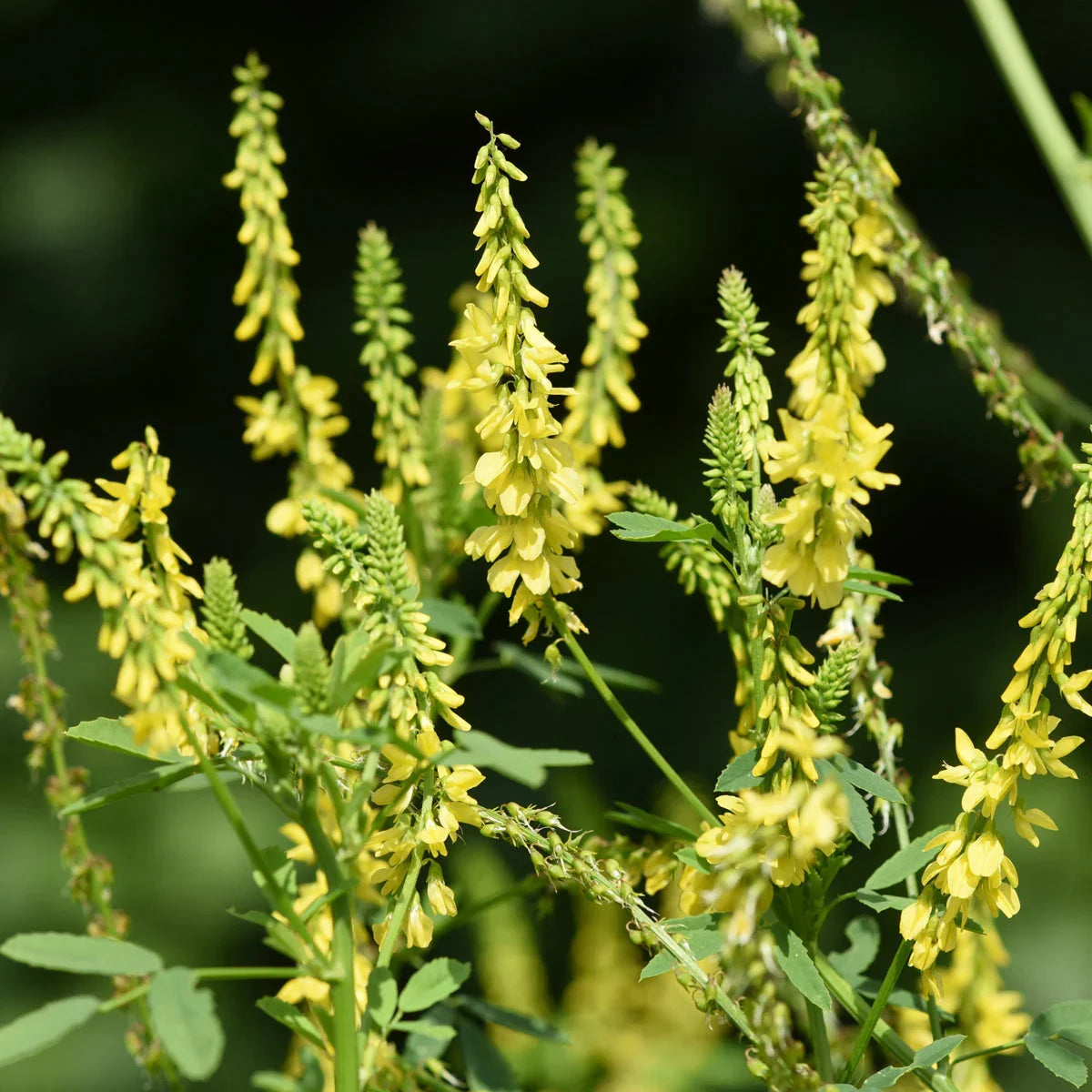 VARICOREX Varicose Vein relief Healing spray • 100ml - Mannavita